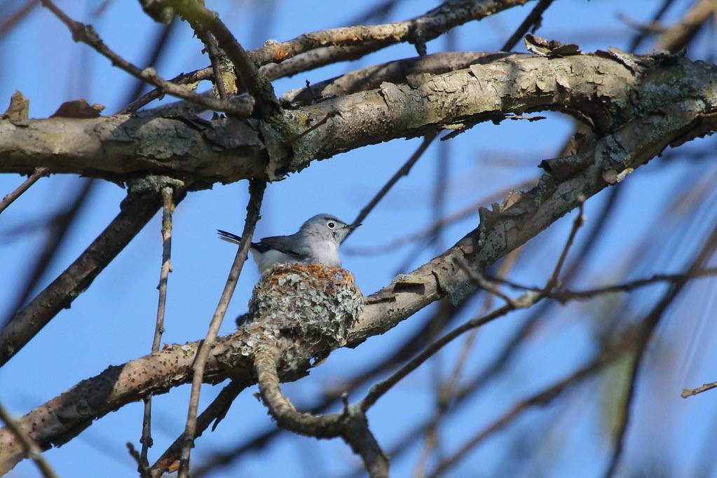 Blue-gray Gnatcatcher by astro/nature guy is licensed under CC BY-NC 2.0